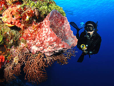 Palancar Reef